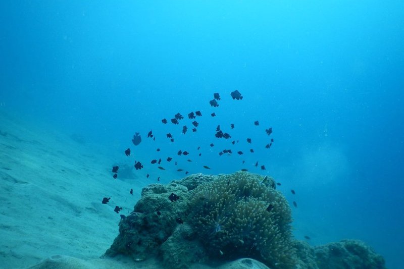 Side Mount Diver